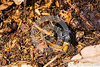 Black beetle crawling on forest soil Stock Photo