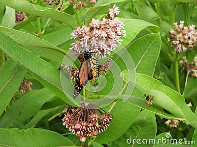 Monarch Butterfly on fragrant pink Milkweed flower Stock Photo