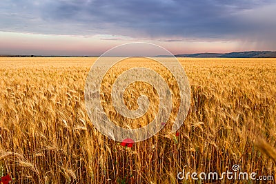 Summertime. Rural landscape: corn field with lone poppy. ITALY(Apulia) Stock Photo