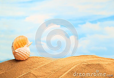 Summertime Seasonal, white yellow seashell on the sandy beach with sunny colorful blue sky background and copy space. Stock Photo