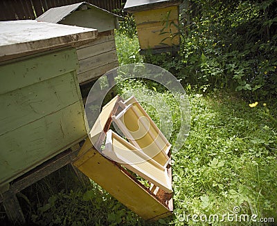 Beehives and honey frames Stock Photo