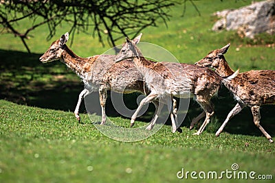 A summertime view of a herd of fallow deers (Dama dama) on the g Stock Photo