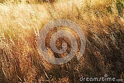 Summery grass. Stock Photo