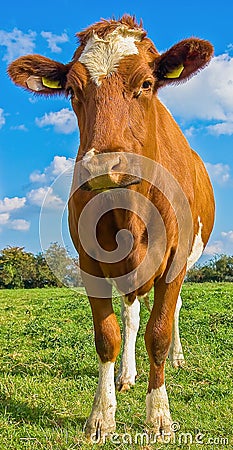 Summery red and white cow with ear tags in green field with blue sky Stock Photo