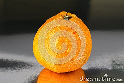 Sumo Mandarin Orange citrus reticulata Stock Photo