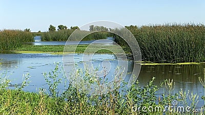 Sumpfgebiete wässern und die grünen Schilfe, die mit Brise sich bewegen stock video footage Sumpfgebiete wässern und die grünen Schilfe, die mit Brise sich bewegen stock video footage