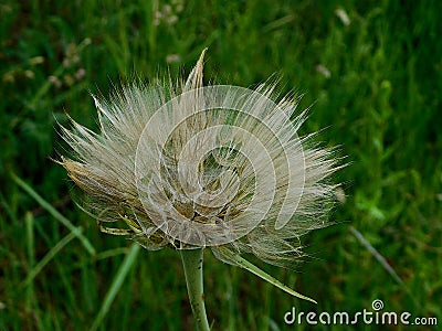 Luxurious beauty of dried meadow flower Stock Photo