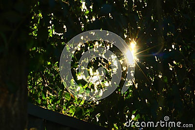 The sun appears behind the thick green leaves of the tree, gleaming, creating a sun glare. Stock Photo