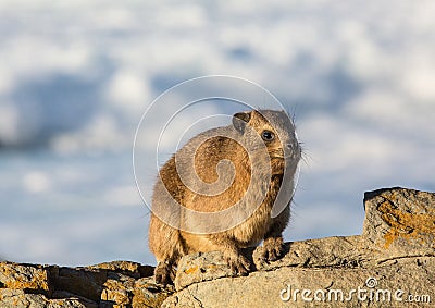 Sun bathing rock hyrax aka Procavia capensis at the Otter Trais at the Indian Ocean Stock Photo