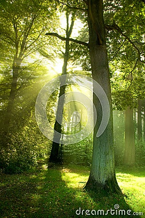 Sun Beams through Trees Stock Photo