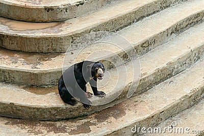 Sun Bear (Helarctos malayanus) was seen at the Ragunan Zoo in Jakarta. Editorial Stock Photo