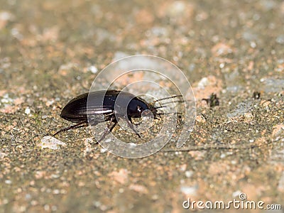 Sun Beetle Amara Species on Sussex track Stock Photo