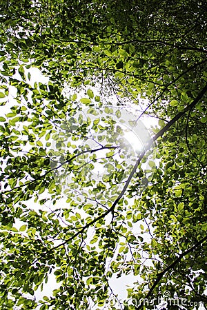 Sun behind the leaves in the tree crown Stock Photo