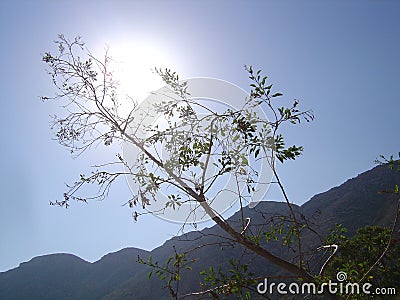 The sun behind a thin branch Stock Photo