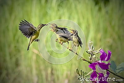 Sun-bird (Nectarinia jugularis) Female feeding new born Stock Photo