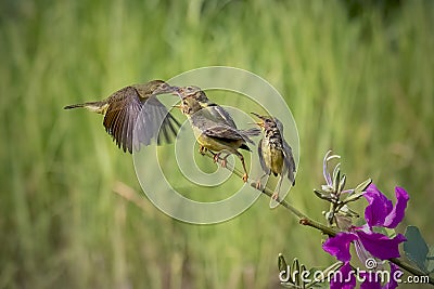 Sun-bird (Nectarinia jugularis) Female feeding new born Stock Photo