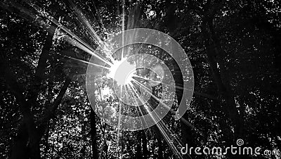 Sun In BlackWhite Stock Photo