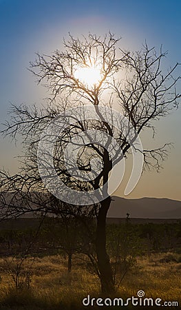 Sun in the branches of a dead beautiful tree Stock Photo