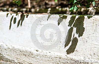 Sun casting the shadow of a tree on asphalt. Stock Photo