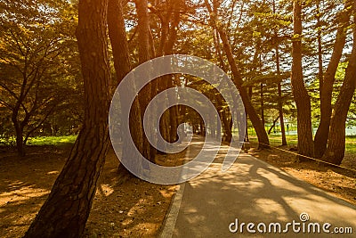 Sun casting shadows on a paved walkway Stock Photo