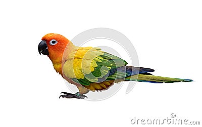 Sun conure Aratinga solstitialis lovely yellow parakeet with beautiful green and blue feathers Stock Photo