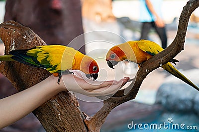 Sun conure birds eating food on hand. Feeding sun conure bird Stock Photo