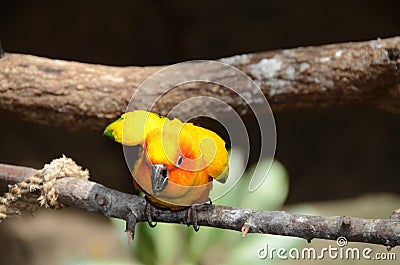 Sun Conure on branch Stock Photo