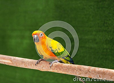Sun conure parrot bird standing perch on the branch. Stock Photo