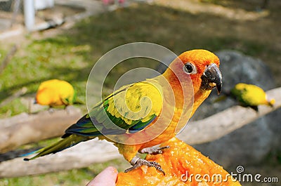 Sun Conure Parrot on a Tree Branch Stock Photo