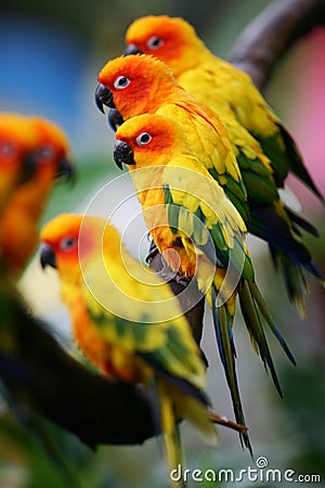 Sun Conures Stock Photo