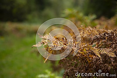 sun-drenched autumn fern leaves. Dry fern leaves Stock Photo