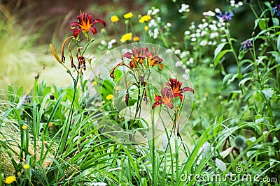 Sun-drenched meadow with various flowers Stock Photo