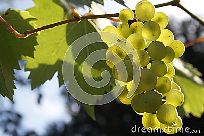 Sun drenched vine grapes Stock Photo