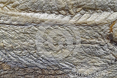 Sun-dried salted codfish Stock Photo