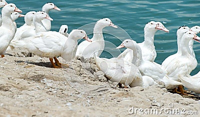 Sun ducks Stock Photo