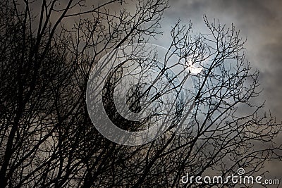 Sun eclipse and winter tree branches with cloudy sky Stock Photo