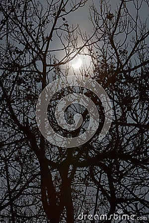Sun eclipse and winter tree branches Stock Photo