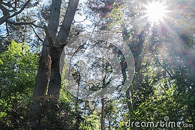 Sun flare in woodland Stock Photo