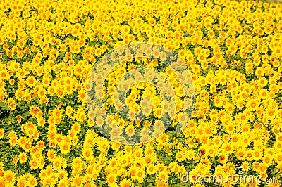 Sun Flower Stock Photo