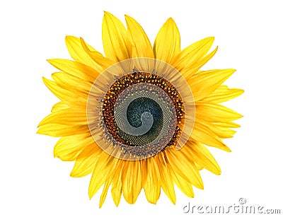 Sun flower Stock Photo