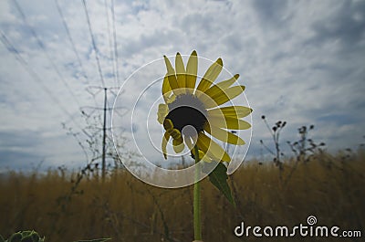 A sun flower blowing in the wind under the power lines Stock Photo