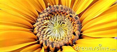 Sun flower centre yellow heat closeup Stock Photo