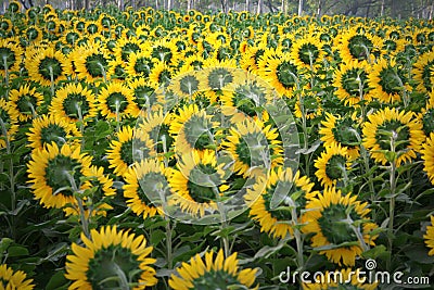 Sun flower cultivation, North India Stock Photo