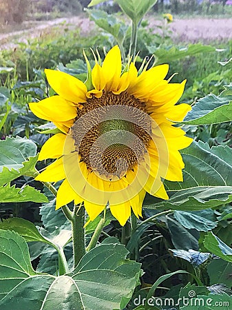 Sun flower on the field Stock Photo