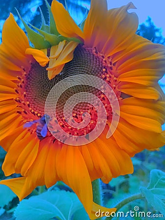 Beautiful sun flower photo in india Stock Photo