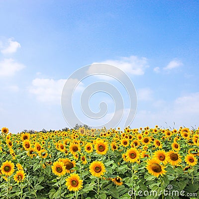 Sun flower at morning time moment. Stock Photo