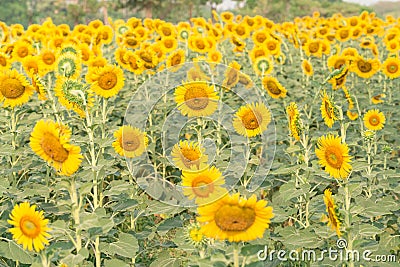 Sun flower the sign of hope for your success and nature background. Stock Photo