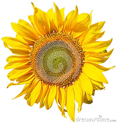 Sun flower, sunflower on transparent background in the additional png file Stock Photo
