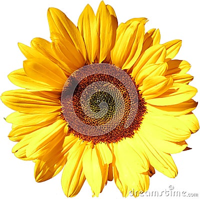 Sun flower on transparent background in the additional png file Stock Photo