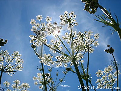 Sun and flowers Stock Photo